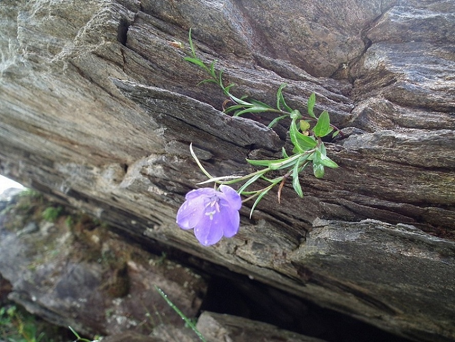 Aiuto id. campanula